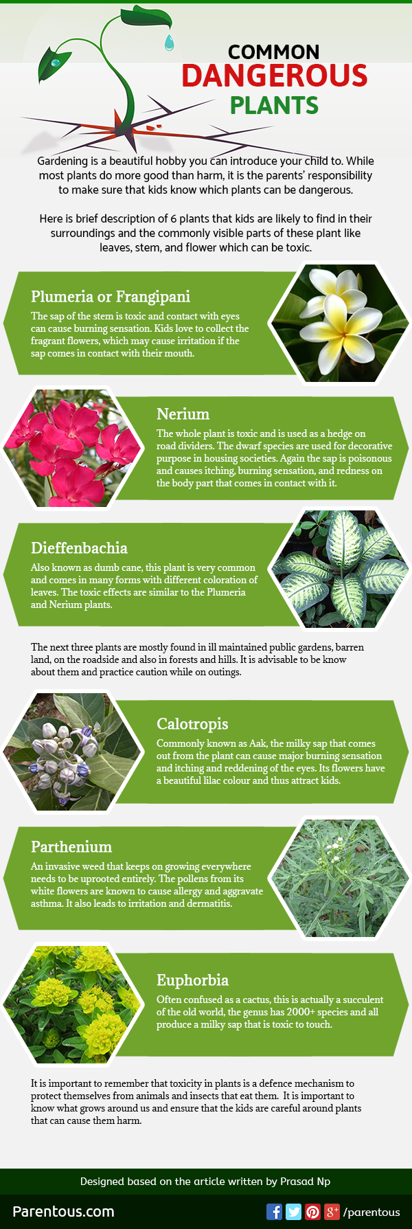Know More About Common Dangerous Plants - Infographic